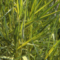 Phragmites australis 'Variegatus'