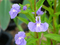 Mimulus ringens