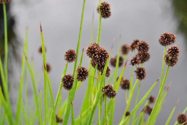 Juncus ensifolius