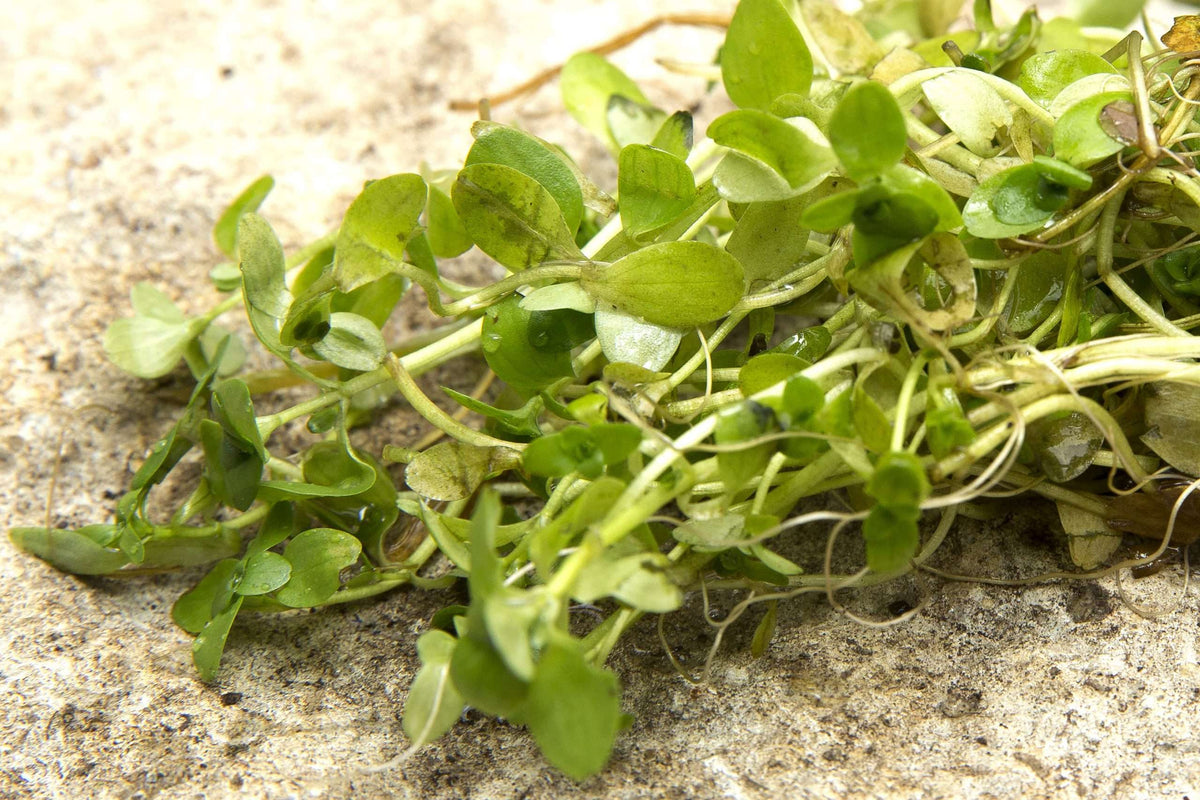 Lincolnshire Pond Plants Bee Pack - BFPL01