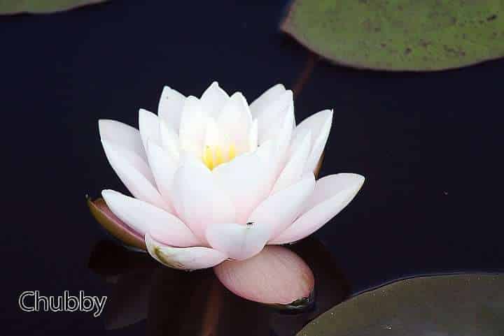 Nymphaea 'Chubby'