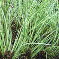 Acorus gramineus 'Argenteostriatus'
