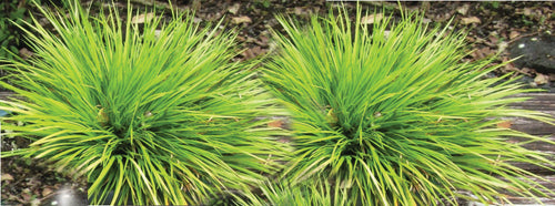 Acorus gramineus 'Pusillus'
