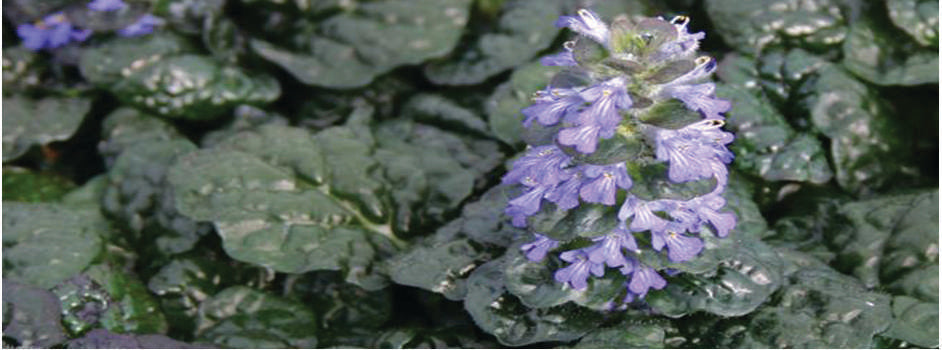 Ajuga pyramidalis 'Metallica Crispa'