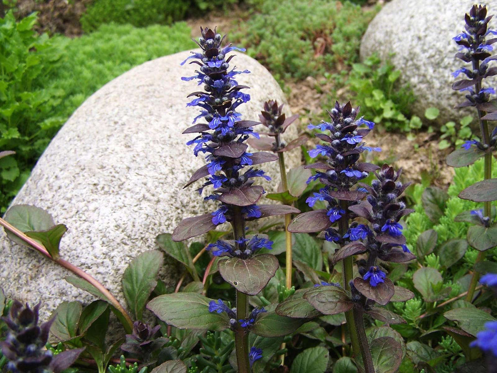 Ajuga reptans 'Burgundy Glow'