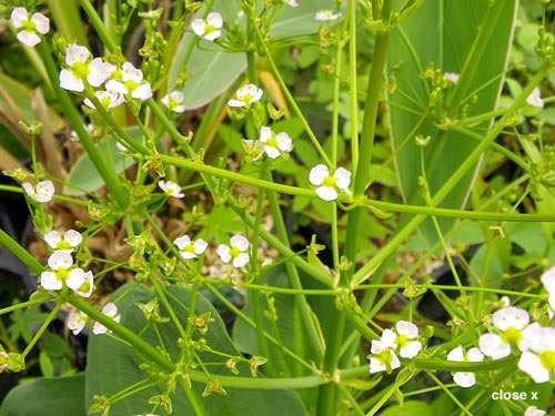 Alisma parviflorum