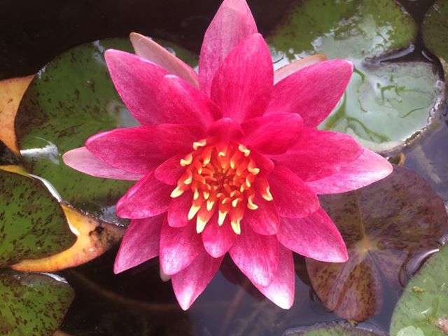 Nymphaea 'Andreana'