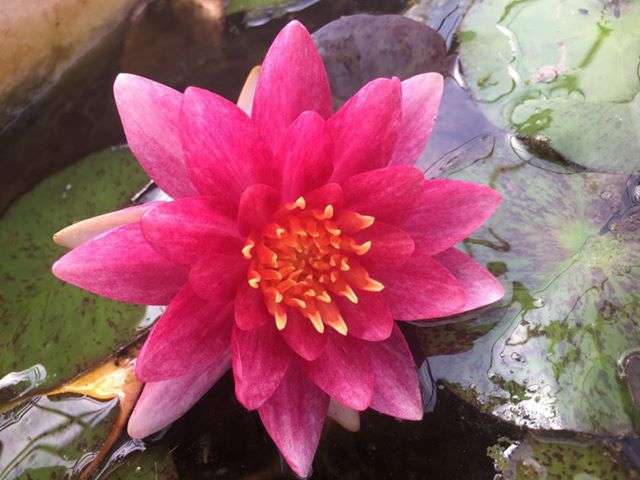 Nymphaea 'Andreana'