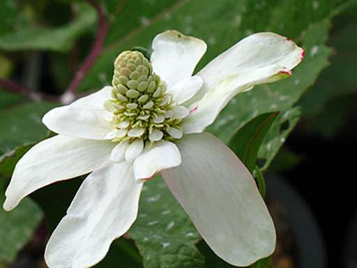 Anemonopsis californica