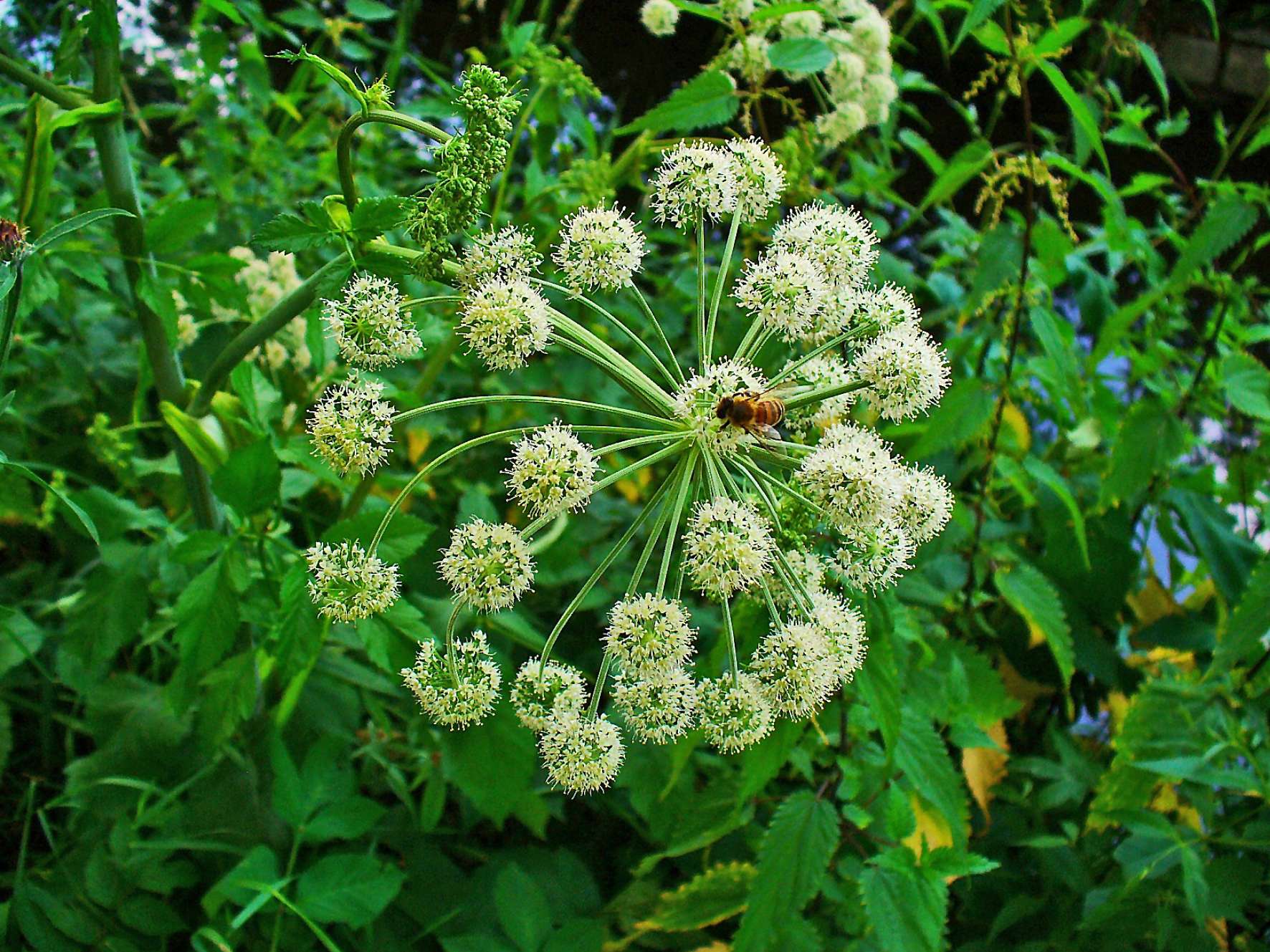 Angelica archangelica
