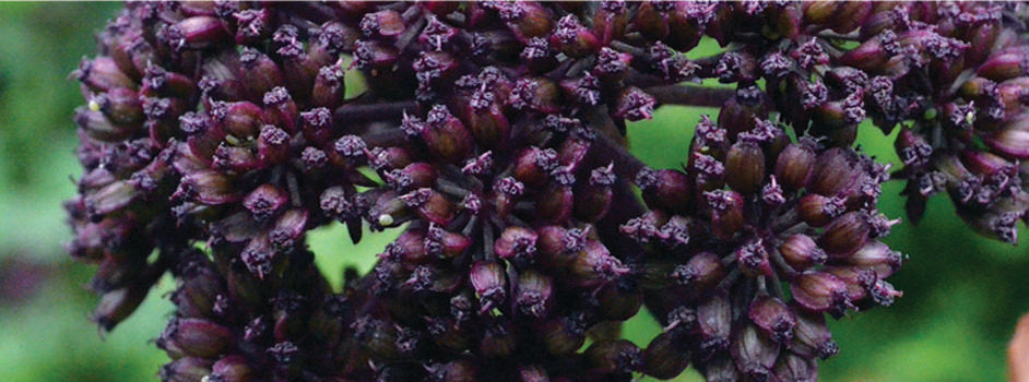 Angelica gigas