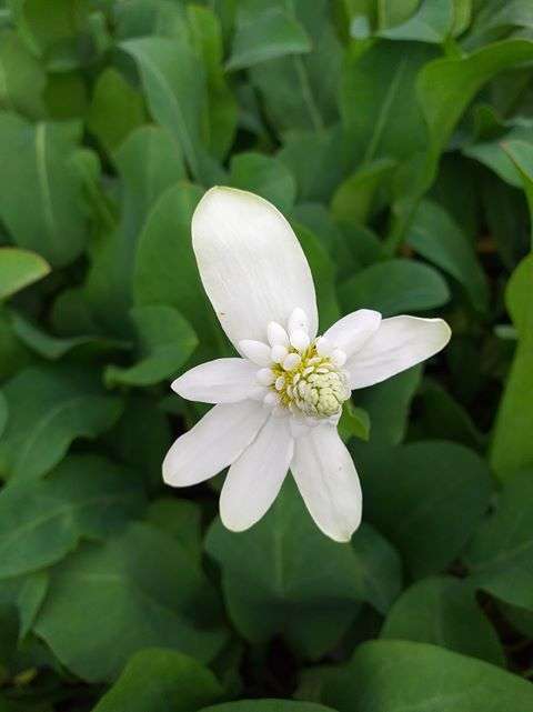 Anemonopsis californica