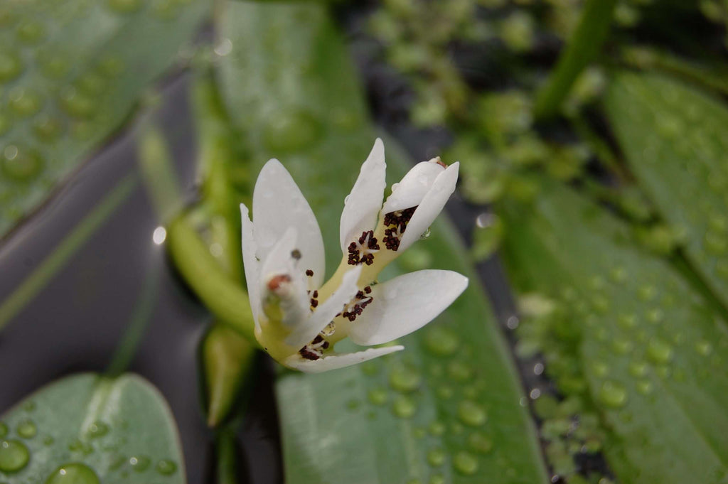 Aponogeton distachyos