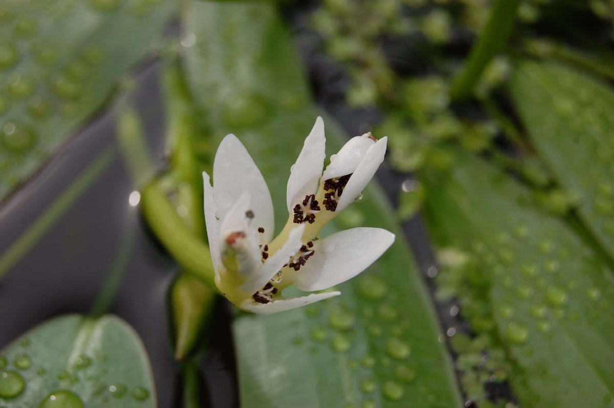 Aponogeton distachyos