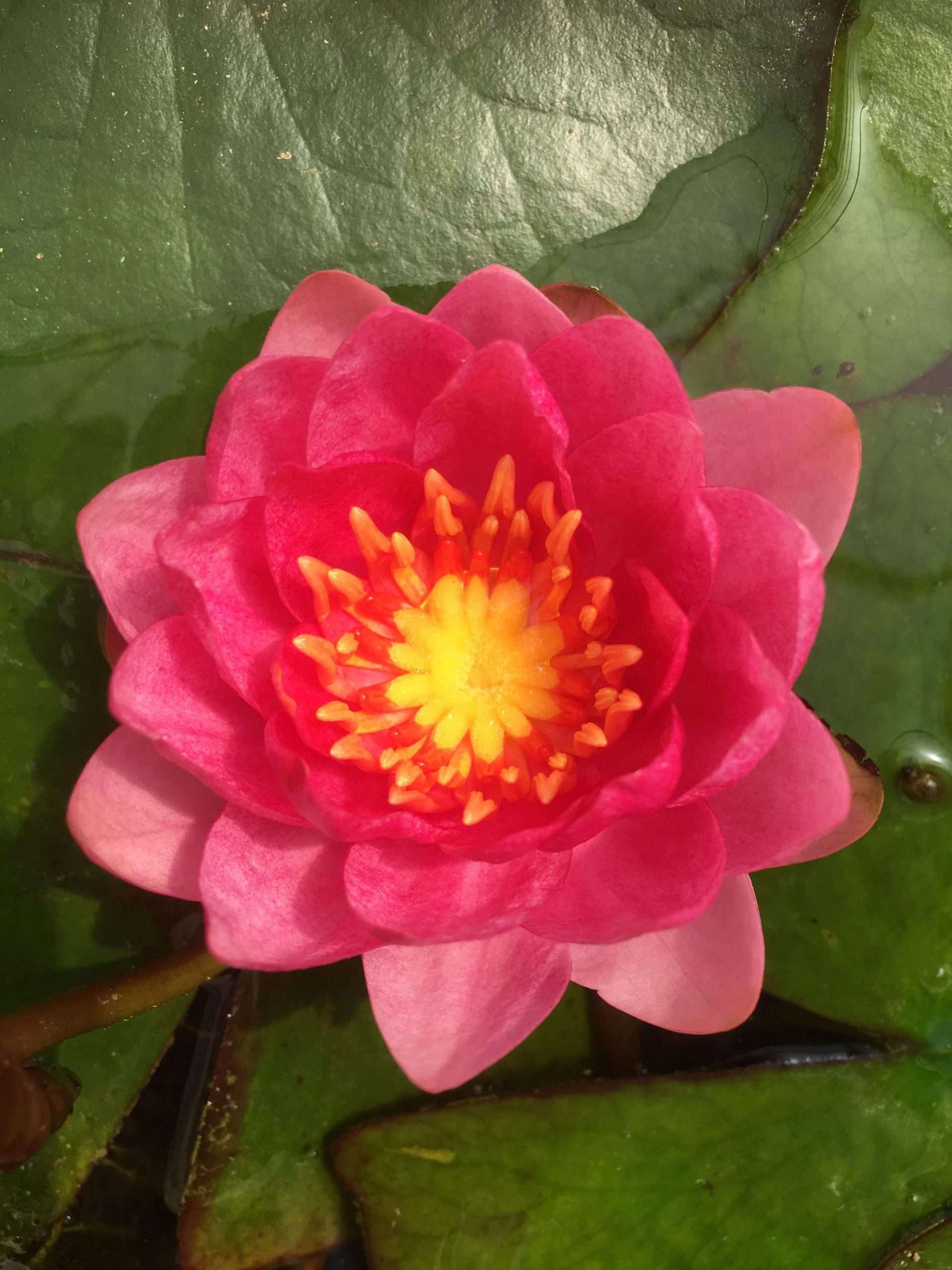 Nymphaea 'Arethusa'