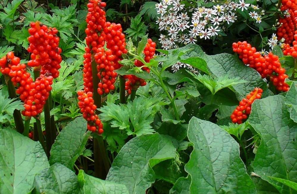 Arum italicum