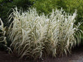 Arundo donax variegata (Variegated giant reed grass) - Marginal Pond Plants