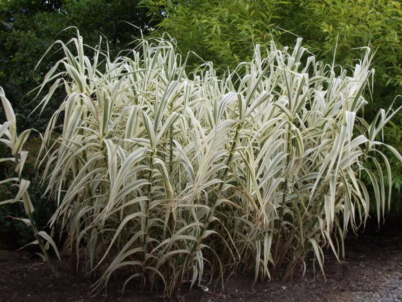 Arundo donax variegata (Variegated giant reed grass) - Marginal Pond Plants