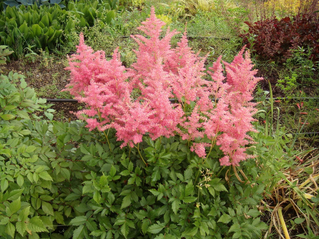 Astilbe Salmon Pink 'Strassenfeder'