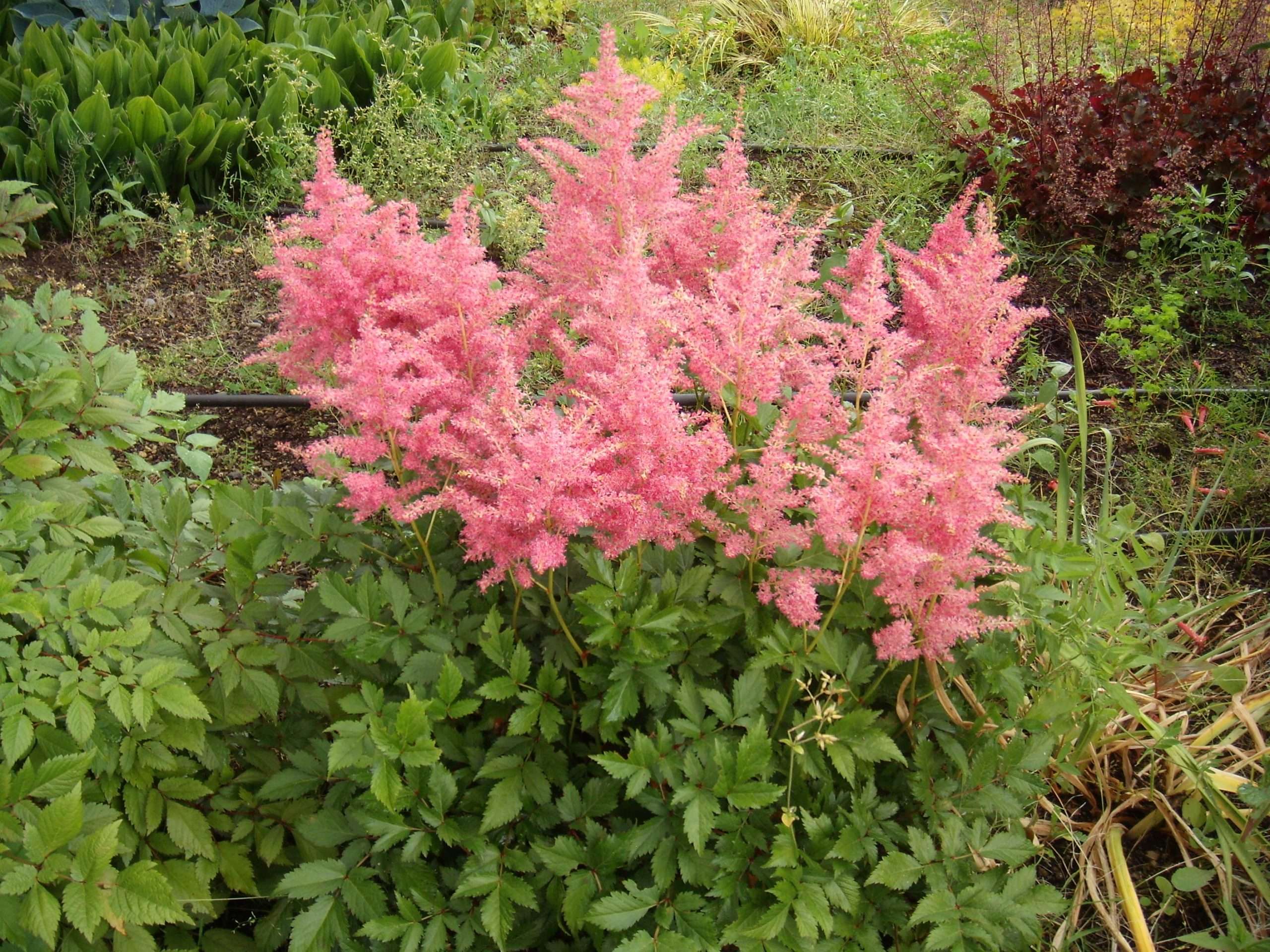 Astilbe Salmon Pink 'Strassenfeder'