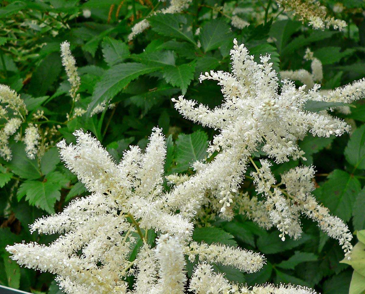 Astilbe 'Avalanche'