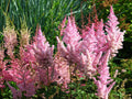 Astilbe Pink 'Erika'