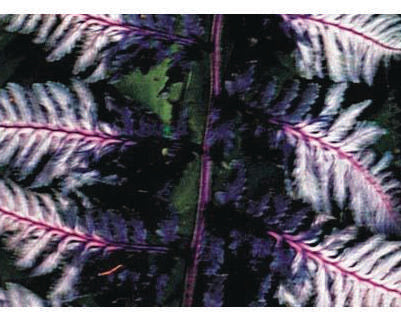 Athyrium niponicum 'Ursulas Red'