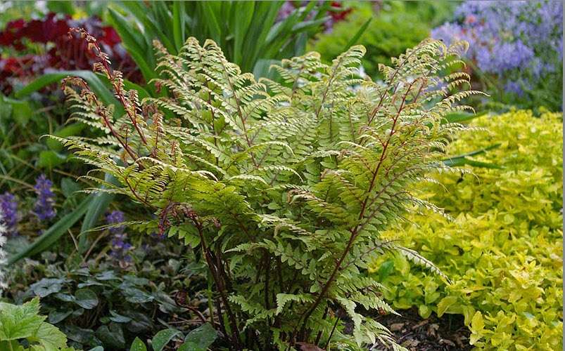 Athyrium otophorum 'Okanum'