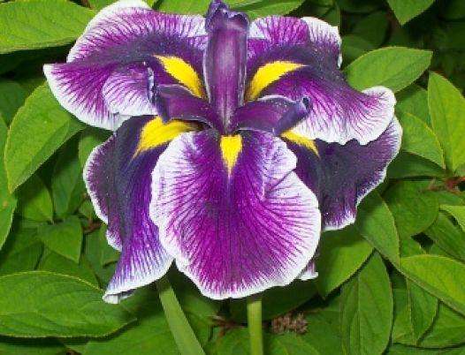 Iris ensata 'Crystal Halo'