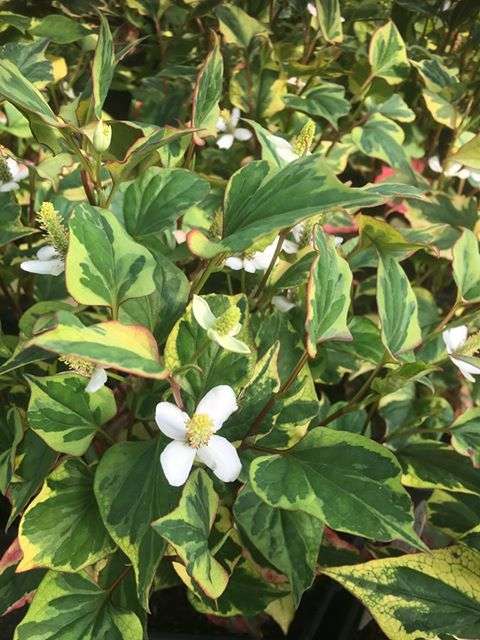 Houttuynia cordata 'Boo Boo'