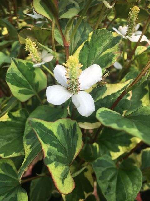 Houttuynia cordata 'Boo Boo'