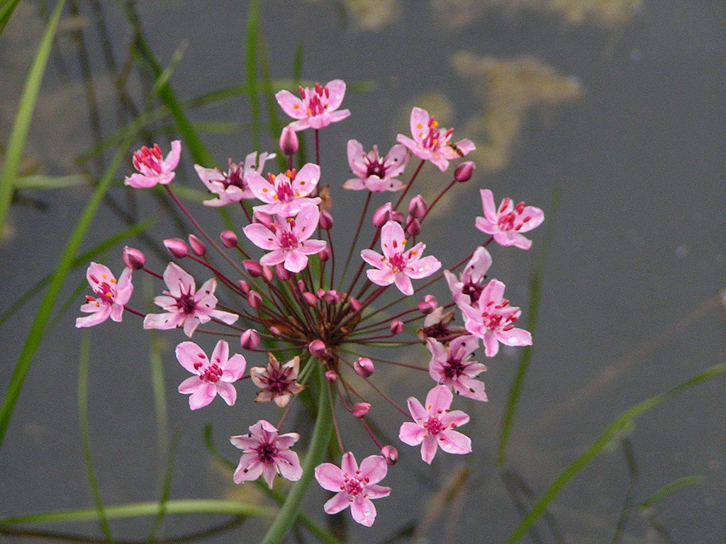 Butomus umbellatus