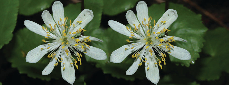 Caltha palustris var. leptosepala