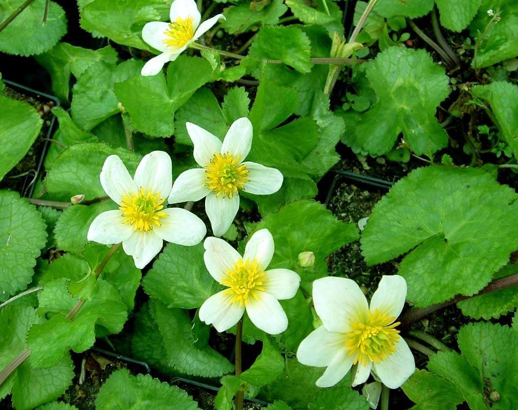 Caltha palustris alba