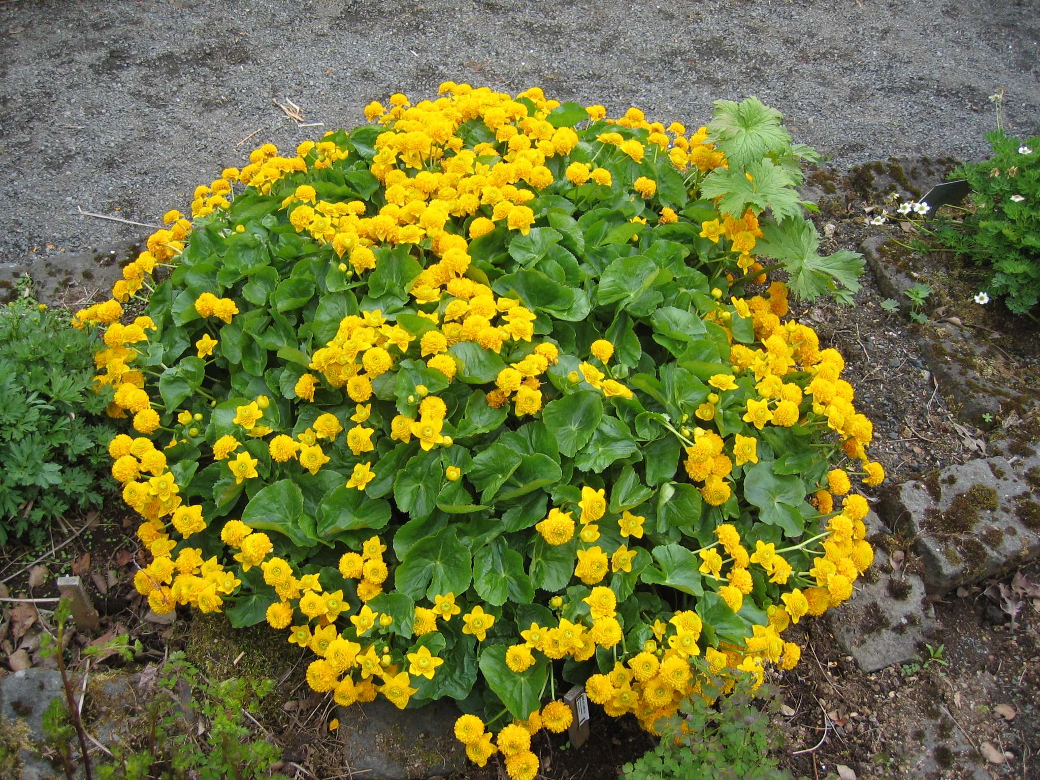 Caltha palustris