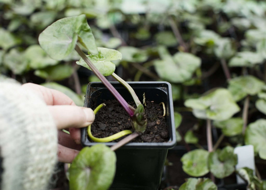 Caltha palustris