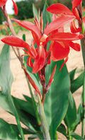 Canna 'Endeavour Red'
