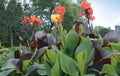 Canna 'Cleopatra'