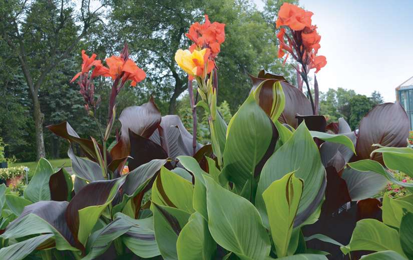 Canna 'Cleopatra'