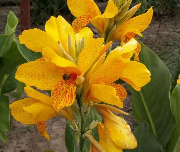 Canna 'Golden Lucifer'