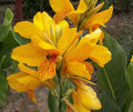 Canna 'Golden Lucifer'