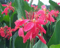 Canna 'Orchid'