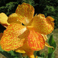Canna 'Picasso'