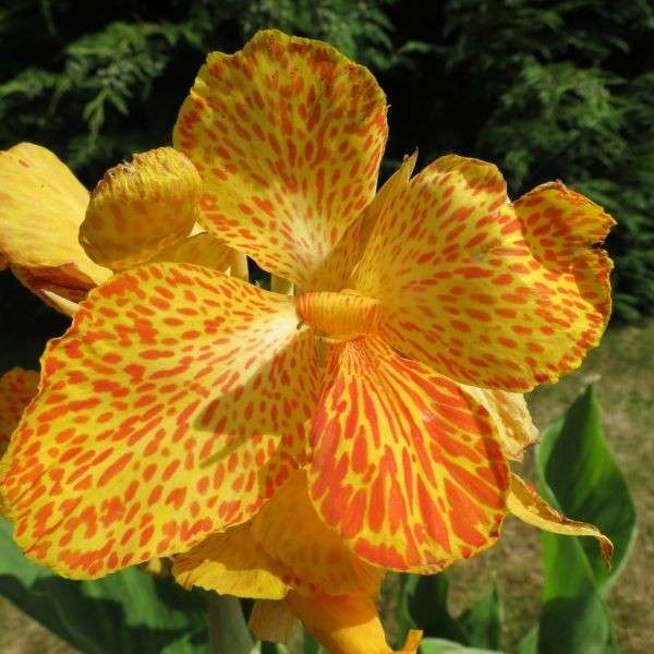 Canna 'Picasso'