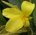 Canna 'Ra'