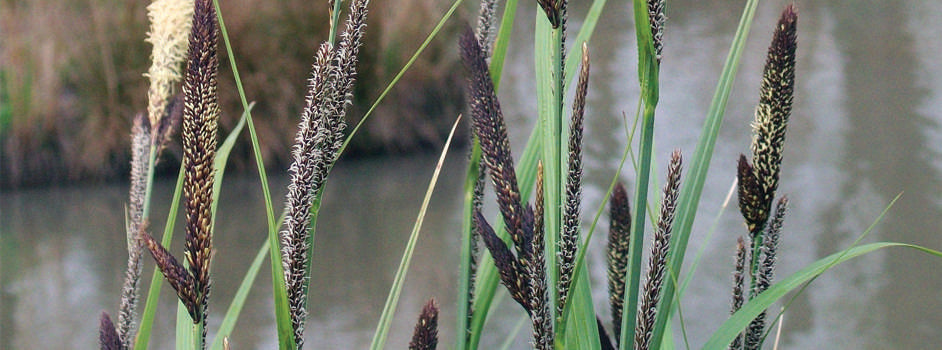 Carex acutiformis
