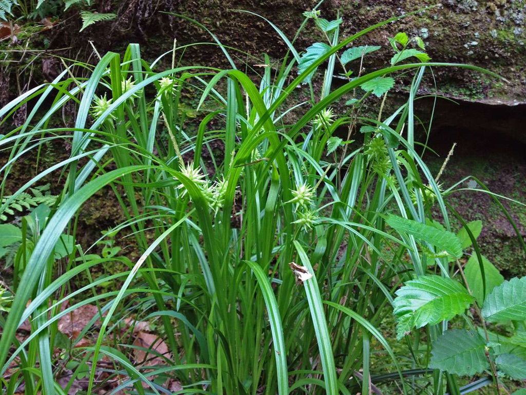 Carex grayi
