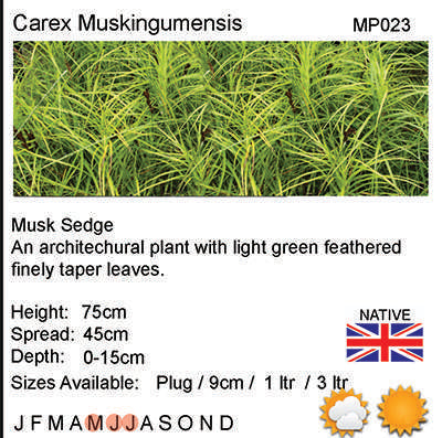 Carex muskingumensis (Oehm)