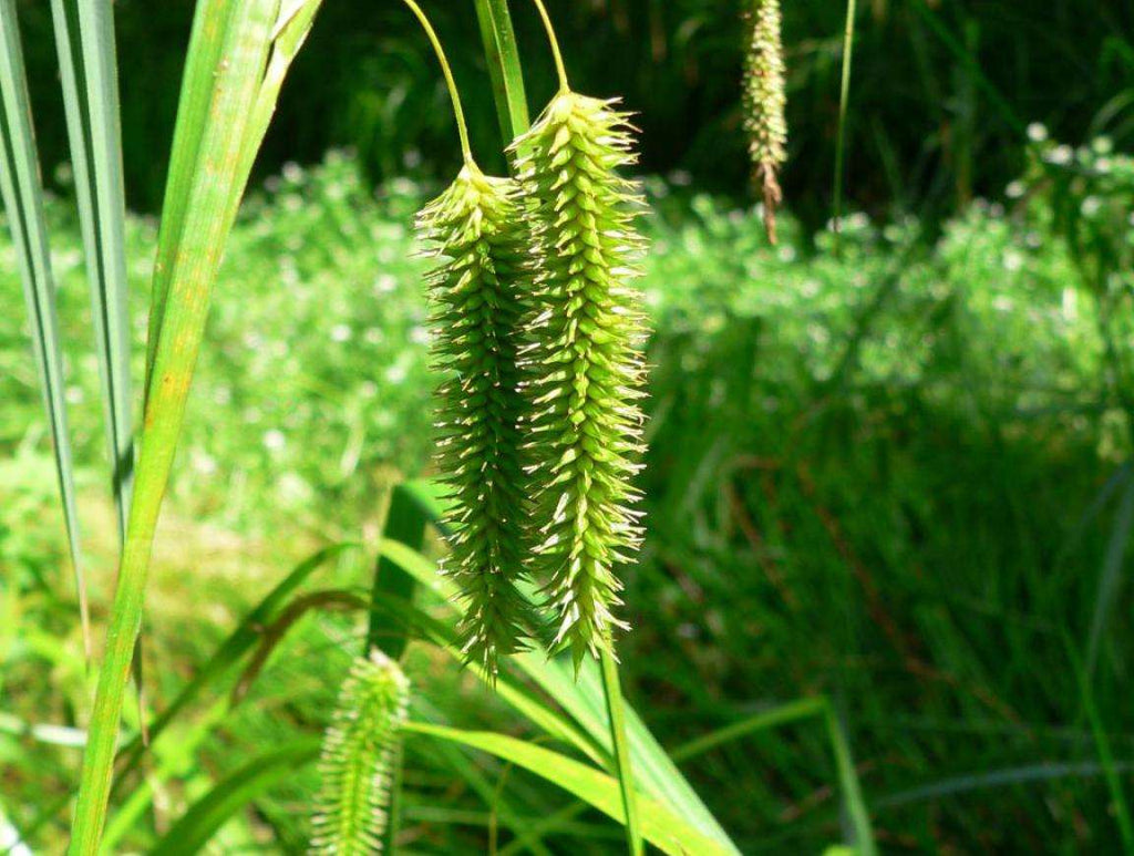 Carex pseudocyperus