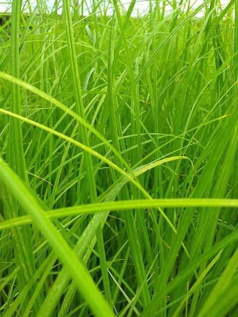 Carex riparia